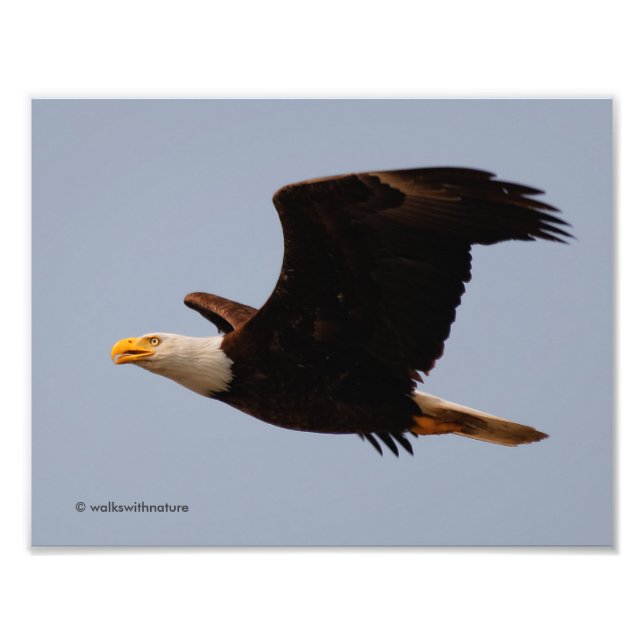 Foto Bald Eagle em Voo (Frente)