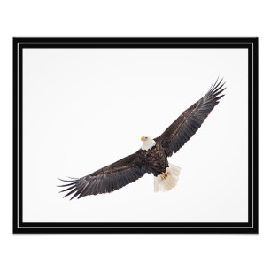 Foto Bald Eagle em voo