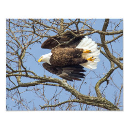 Foto Bald Eagle Flash