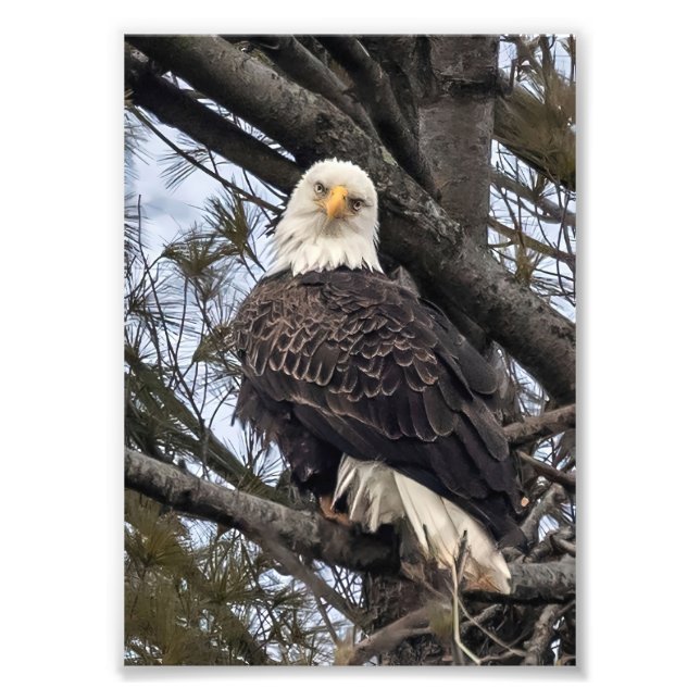 Foto Bald Eagle Me Olhando (Frente)