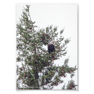 Foto Bald Eagle P2825