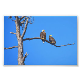 Foto Bald Eagle Pair em Money Bayou, Flórida