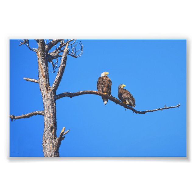 Foto Bald Eagle Pair em Money Bayou, Flórida (Frente)