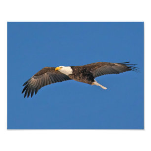 Foto Bald Eagle Sky High