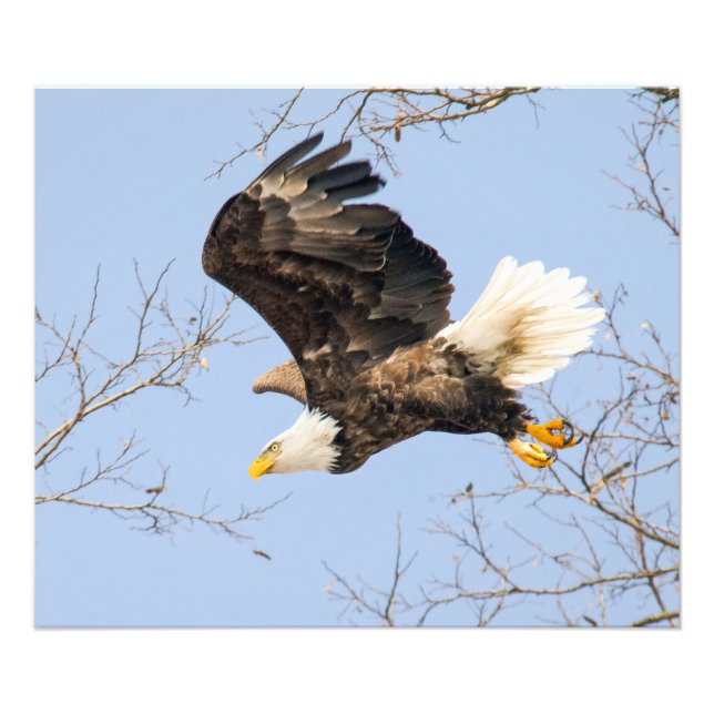 Foto Bald Eagle Vê O Seu Prêmio (Frente)