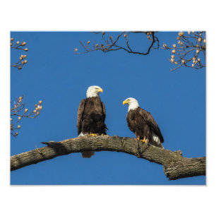 Foto Bald Eagles