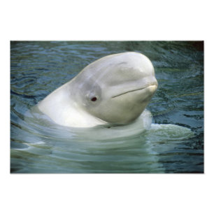 Foto Baleia Beluga, Delphinapterus leucas)