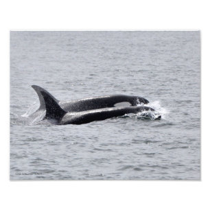 Foto Baleias Orca 11X14 - Duas em uníssono