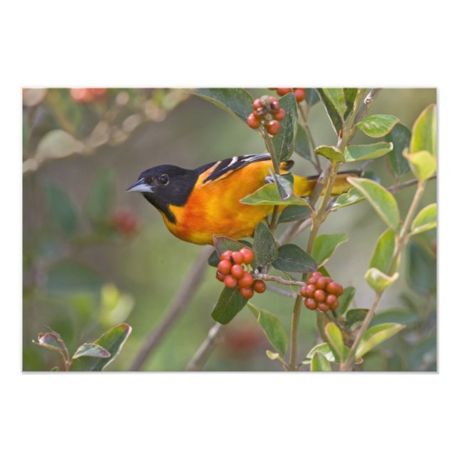 Foto Baltimore Oriole (Frente)