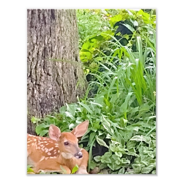 Foto Bambi (Frente)
