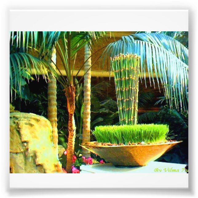 Foto Bambu chinês (Frente)