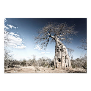 Foto Baobab Tree no Parque Nacional de Mana Piscina, Zi