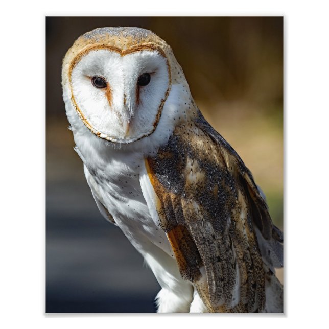 Foto Barn Owl (Frente)