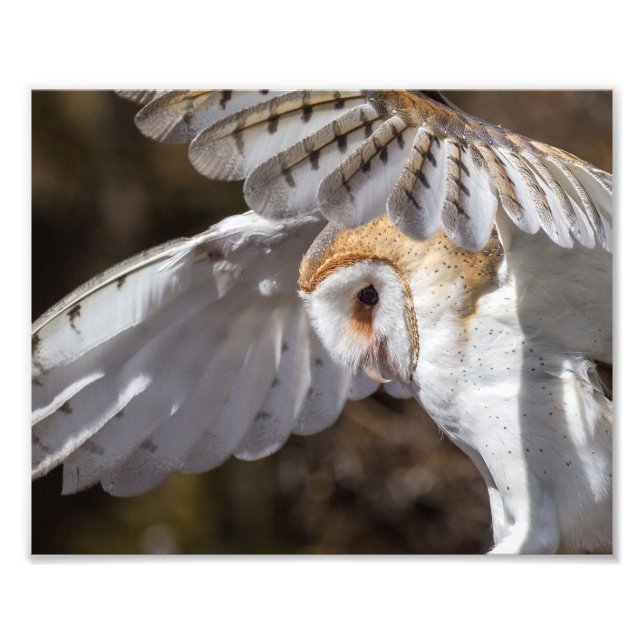 Foto Barn Owl E Wings (Frente)