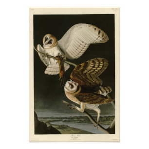 Foto Barn Owl (Tyto alba) Audubon's Birds of America