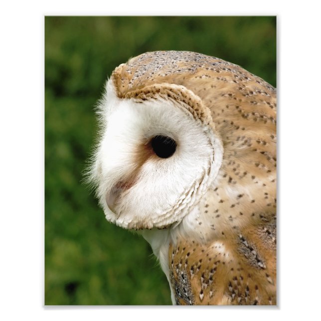 FOTO BARN OWLS (Frente)