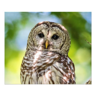 Foto Barred Owl