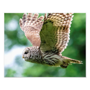 Foto Barred Owl em voo