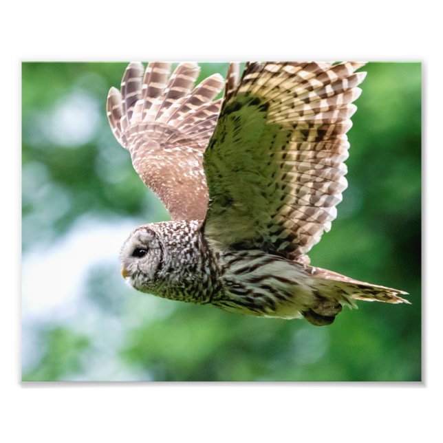 Foto Barred Owl em voo (Frente)