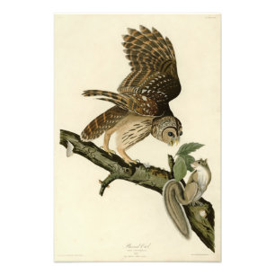 Foto Barred Owl, os Pássaros da América de John James A