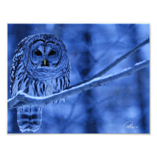 Foto Barred Owl Snow Storm