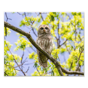 Foto Barred Owl Springtime