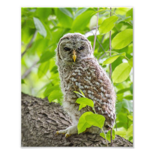 Foto Barred Owlet em Leafy Canopy