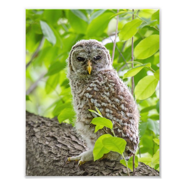 Foto Barred Owlet em Leafy Canopy (Frente)