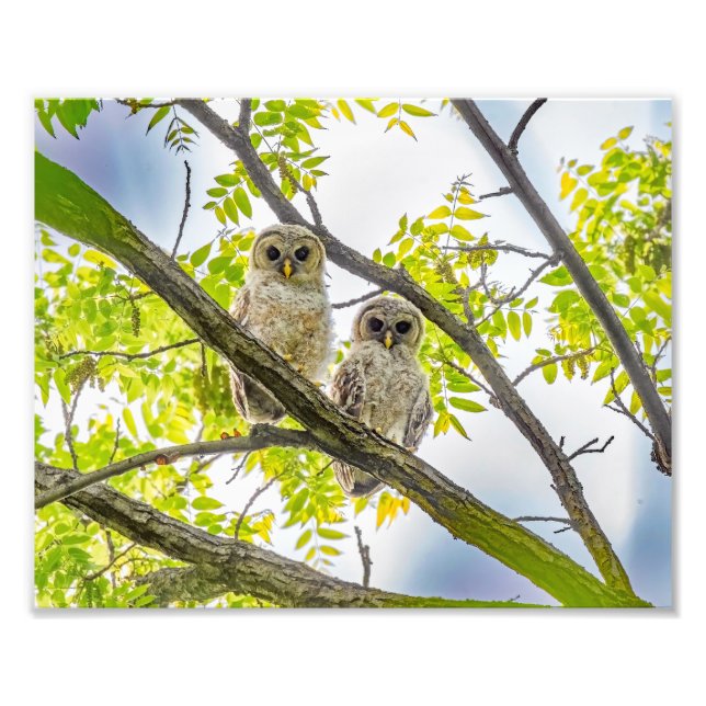 Foto Barred Owlets Springtime (Frente)