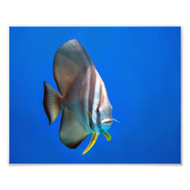 Foto Bat Fish Azul (Frente)