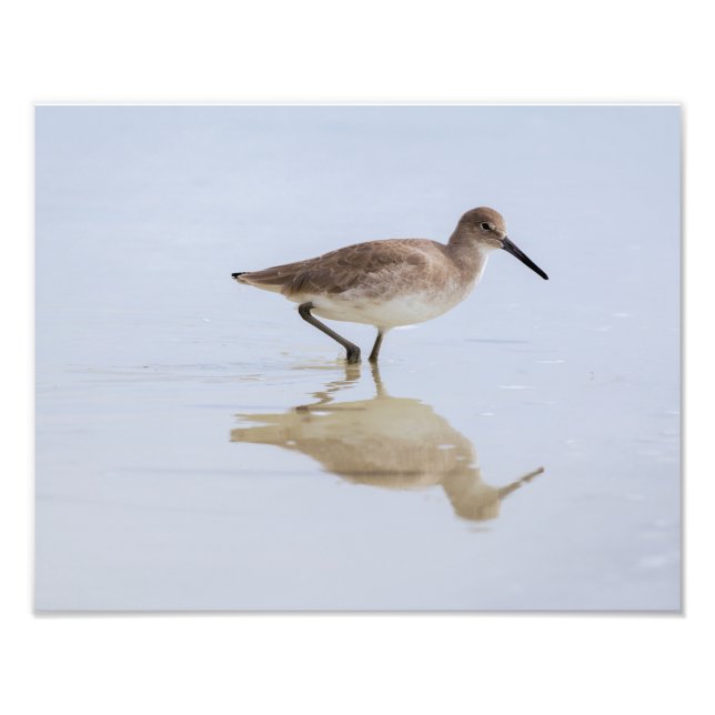 Foto Beach Willet (Frente)