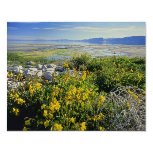 Foto BEAR LAKE, UT, EUA, macaco-flor e tumbleweed,