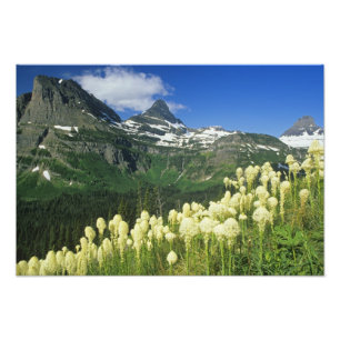 Foto Beargrass perto de Logan Pass no Parque Nacional G