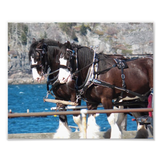 Foto Beautiful Belgian Harness Working Horses (Frente)