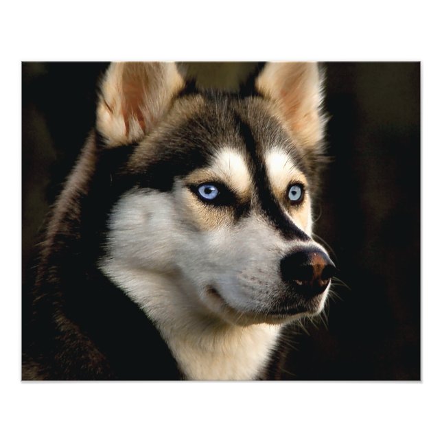 Foto Beautiful Husky Throw Pillow (Frente)