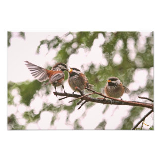 Foto Bebê Chickadees e Ave-Mãe