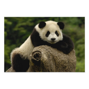 Foto Bebê de panda gigante (Ailuropoda melanoleuca)