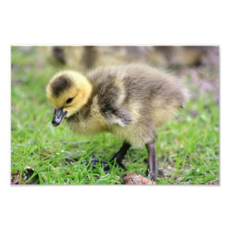 Foto Bebê Goose