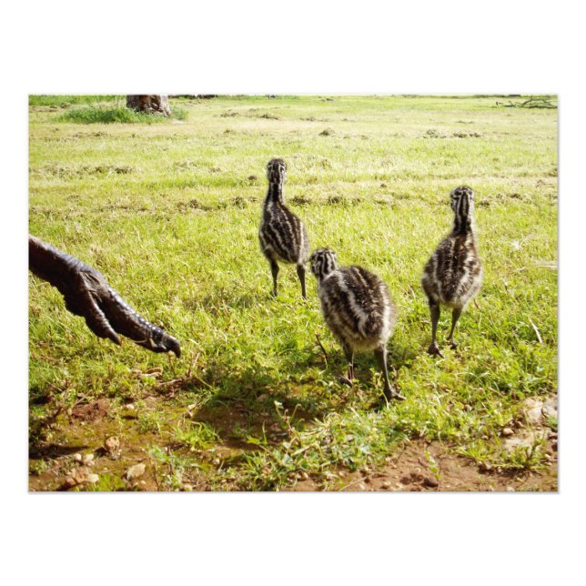 Foto Bebê Pintinhos Emu E Pé Grande, (Frente)