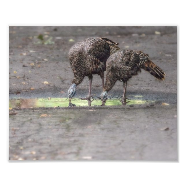 Foto Bebendo de Perus Selvagens a Partir de Puddle Impr (Frente)