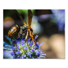 Foto Bee Aware 10" x 8", Kodak Pro Photo Paper (Satin)