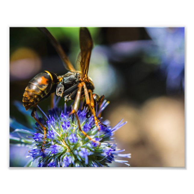 Foto Bee Aware 10" x 8", Kodak Pro Photo Paper (Satin) (Frente)