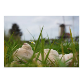 Foto Beer relaxt in natuur met Hollandse molen.