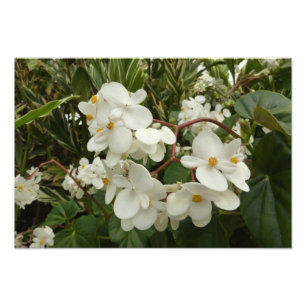 Foto Begonia Branca Tropical