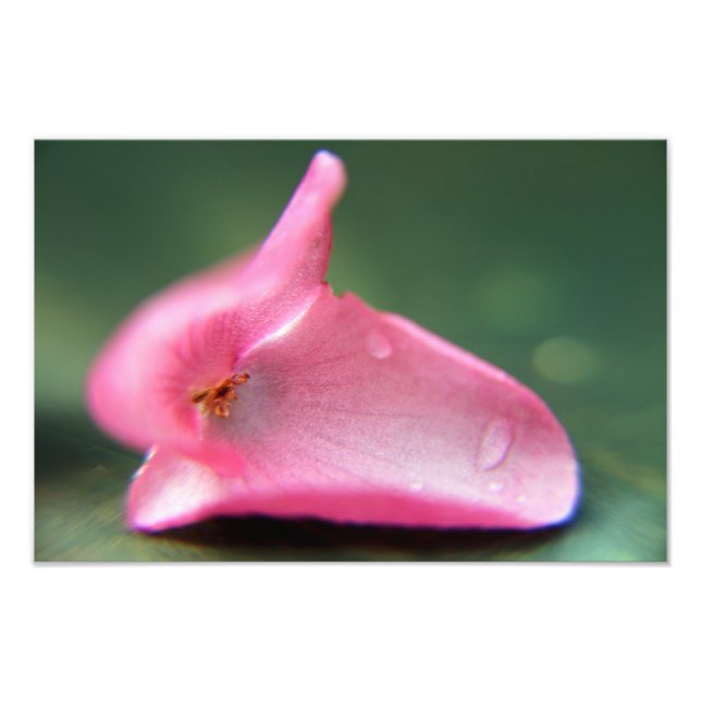 Foto Begonia Petal (Frente)