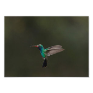 Foto Beija-flor-de-bico-largo em voo
