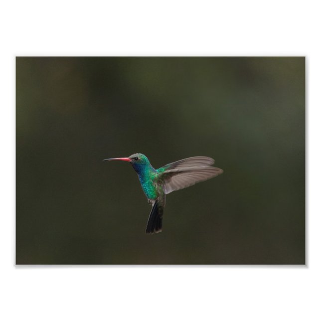 Foto Beija-flor-de-bico-largo em voo (Frente)