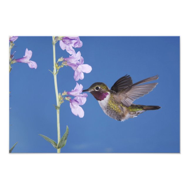 Foto Beija-flor-de-cauda-larga, Selasphorus (Frente)