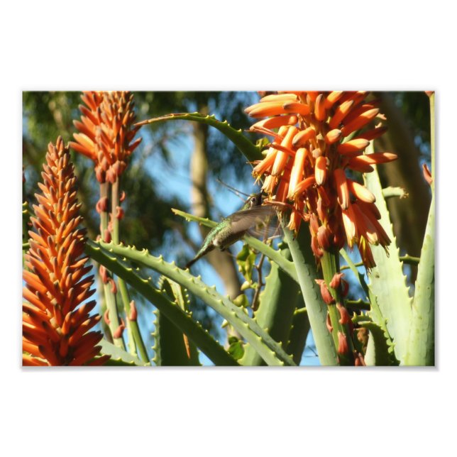 Foto Beija-flor-de-garganta-preta em Voo (Frente)