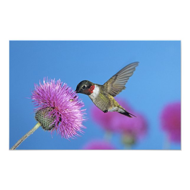 Foto Beija-flor-de-garganta-rubí (Frente)